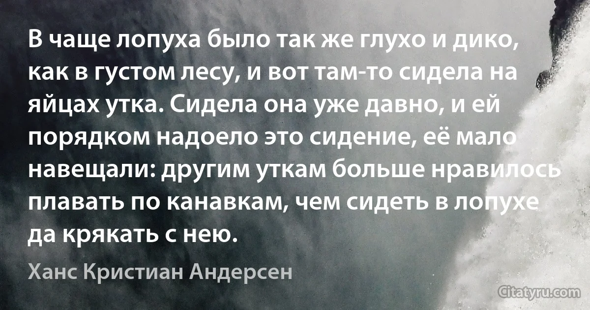 В чаще лопуха было так же глухо и дико, как в густом лесу, и вот там-то сидела на яйцах утка. Сидела она уже давно, и ей порядком надоело это сидение, её мало навещали: другим уткам больше нравилось плавать по канавкам, чем сидеть в лопухе да крякать с нею. (Ханс Кристиан Андерсен)