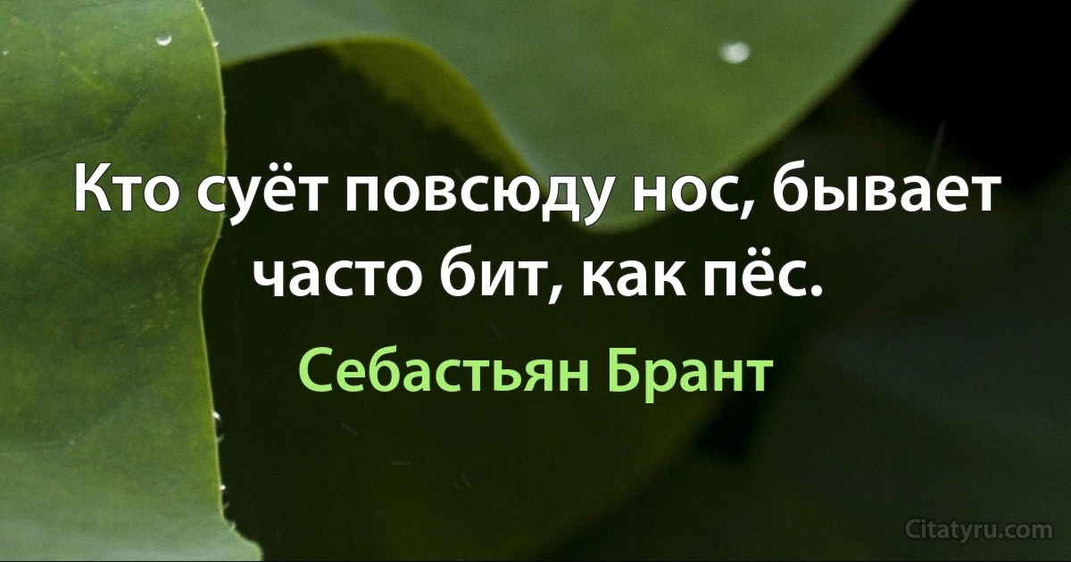 Кто суёт повсюду нос, бывает часто бит, как пёс. (Себастьян Брант)