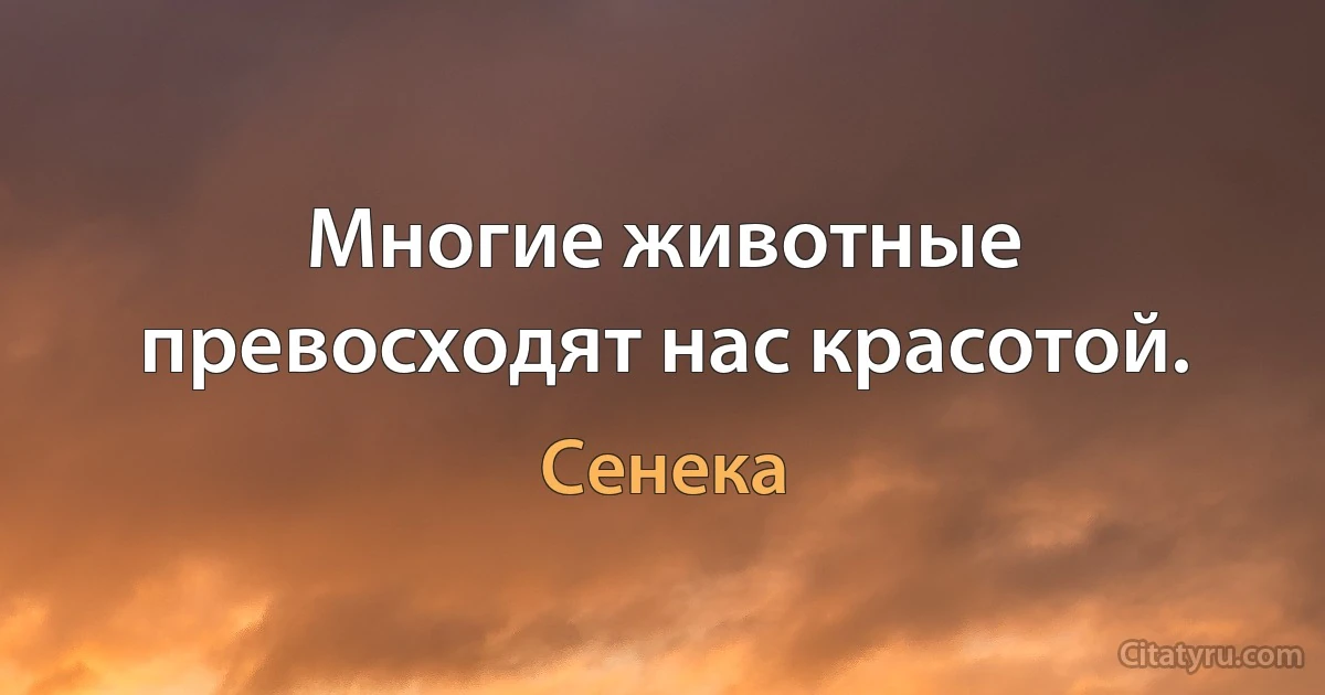 Многие животные превосходят нас красотой. (Сенека)