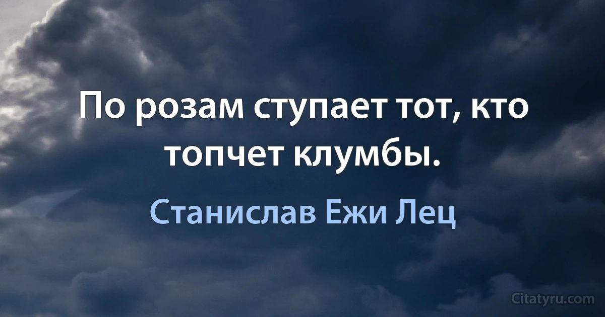 По розам ступает тот, кто топчет клумбы. (Станислав Ежи Лец)