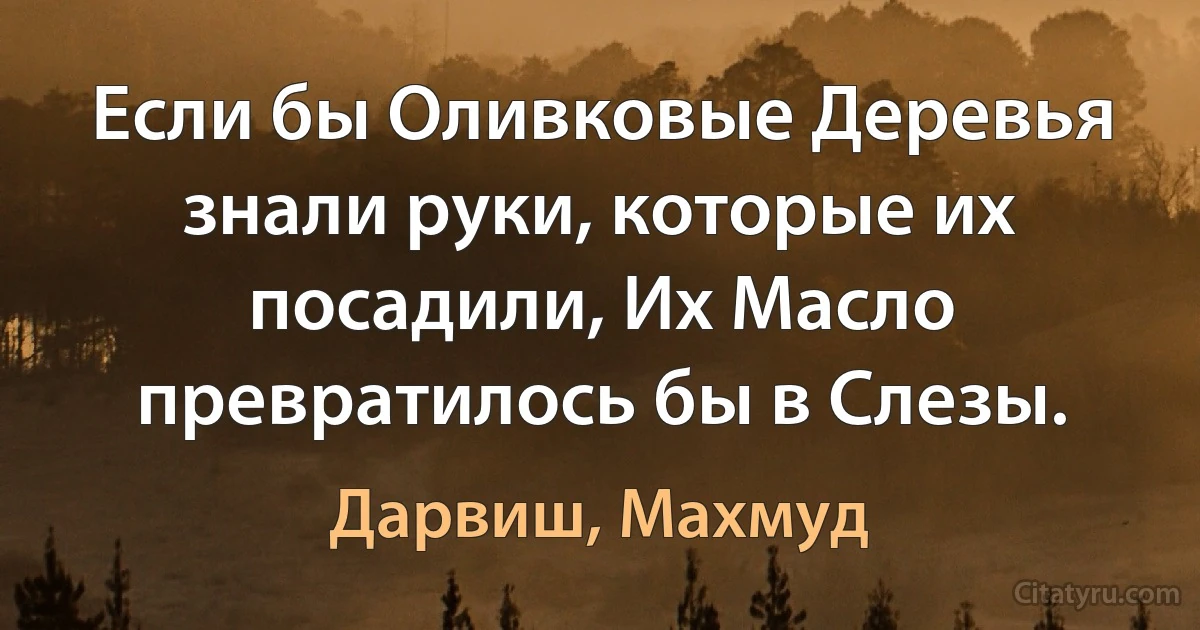 Если бы Оливковые Деревья знали руки, которые их посадили, Их Масло превратилось бы в Слезы. (Дарвиш, Махмуд)