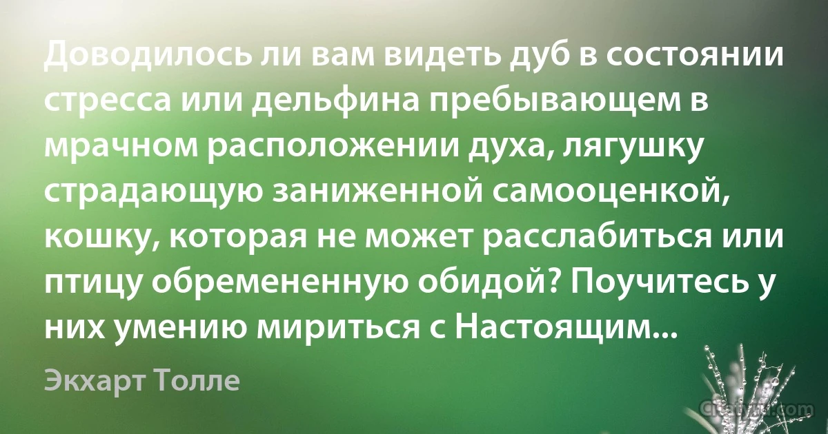 Доводилось ли вам видеть дуб в состоянии стресса или дельфина пребывающем в мрачном расположении духа, лягушку страдающую заниженной самооценкой, кошку, которая не может расслабиться или птицу обремененную обидой? Поучитесь у них умению мириться с Настоящим... (Экхарт Толле)