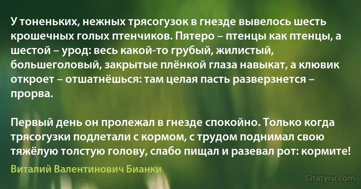 У тоненьких, нежных трясогузок в гнезде вывелось шесть крошечных голых птенчиков. Пятеро – птенцы как птенцы, а шестой – урод: весь какой-то грубый, жилистый, большеголовый, закрытые плёнкой глаза навыкат, а клювик откроет – отшатнёшься: там целая пасть разверзнется – прорва.

Первый день он пролежал в гнезде спокойно. Только когда трясогузки подлетали с кормом, с трудом поднимал свою тяжёлую толстую голову, слабо пищал и разевал рот: кормите! (Виталий Валентинович Бианки)