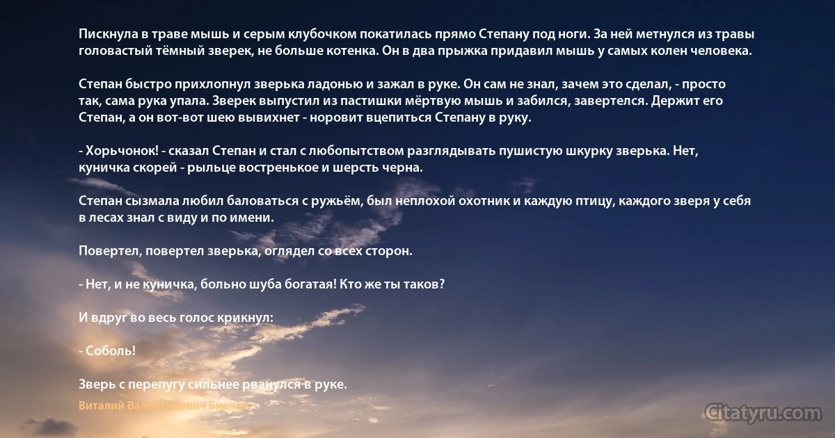 Пискнула в траве мышь и серым клубочком покатилась прямо Степану под ноги. За ней метнулся из травы головастый тёмный зверек, не больше котенка. Он в два прыжка придавил мышь у самых колен человека.

Степан быстро прихлопнул зверька ладонью и зажал в руке. Он сам не знал, зачем это сделал, - просто так, сама рука упала. Зверек выпустил из пастишки мёртвую мышь и забился, завертелся. Держит его Степан, а он вот-вот шею вывихнет - норовит вцепиться Степану в руку.

- Хорьчонок! - сказал Степан и стал с любопытством разглядывать пушистую шкурку зверька. Нет, куничка скорей - рыльце востренькое и шерсть черна.

Степан сызмала любил баловаться с ружьём, был неплохой охотник и каждую птицу, каждого зверя у себя в лесах знал с виду и по имени.

Повертел, повертел зверька, оглядел со всех сторон.

- Нет, и не куничка, больно шуба богатая! Кто же ты таков?

И вдруг во весь голос крикнул:

- Соболь!

Зверь с перепугу сильнее рванулся в руке. (Виталий Валентинович Бианки)