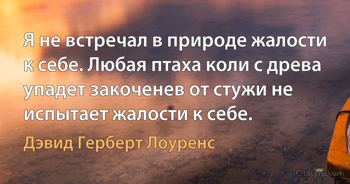 Я не встречал в природе жалости к себе. Любая птаха коли с древа упадет закоченев от стужи не испытает жалости к себе. (Дэвид Герберт Лоуренс)