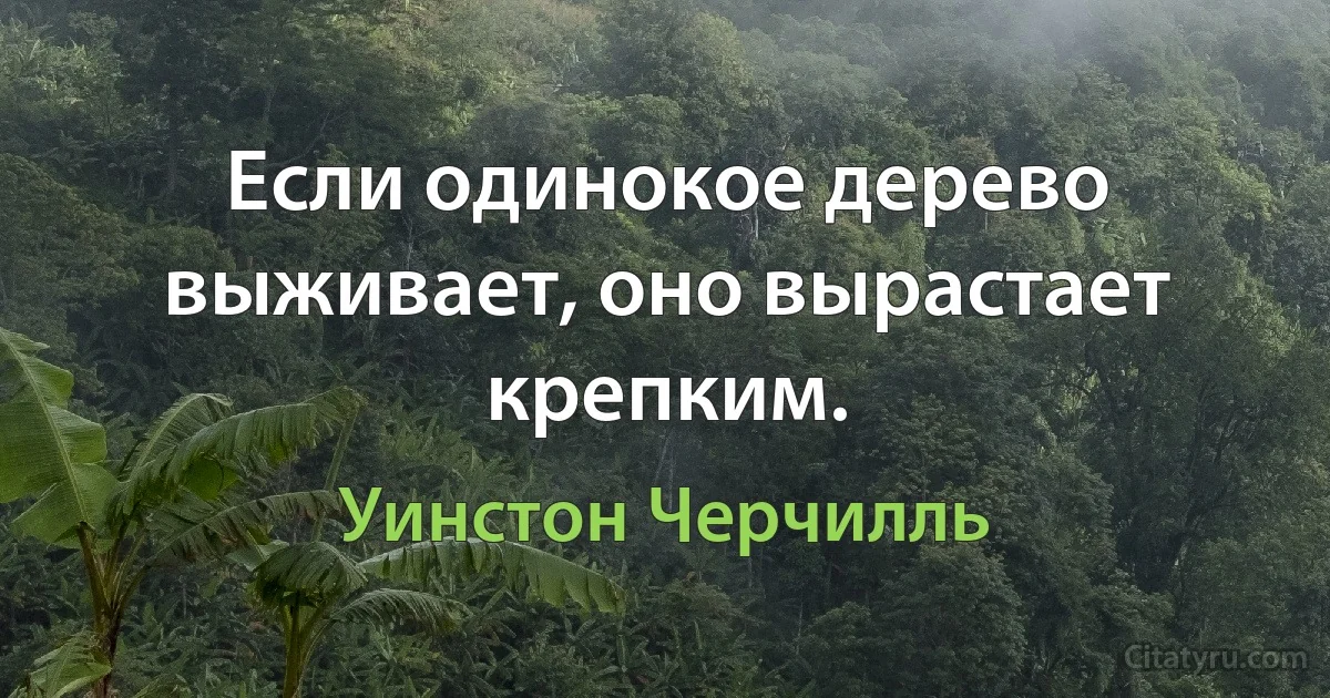 Если одинокое дерево выживает, оно вырастает крепким. (Уинстон Черчилль)