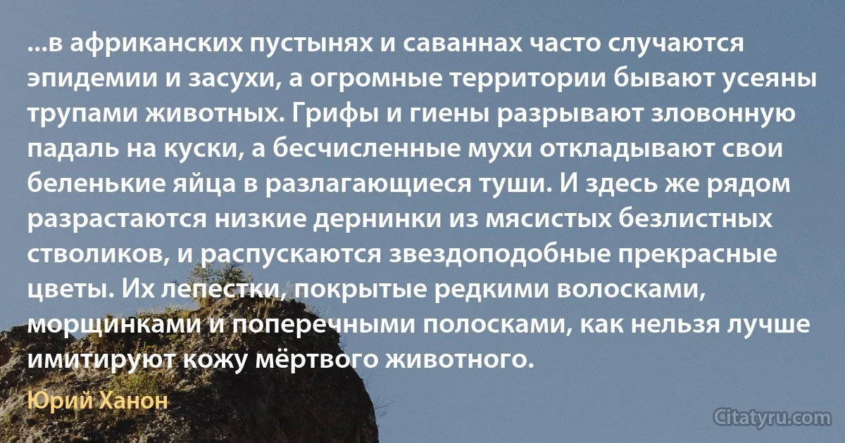 ...в африканских пустынях и саваннах часто случаются эпидемии и засухи, а огромные территории бывают усеяны трупами животных. Грифы и гиены разрывают зловонную падаль на куски, а бесчисленные мухи откладывают свои беленькие яйца в разлагающиеся туши. И здесь же рядом разрастаются низкие дернинки из мясистых безлистных стволиков, и распускаются звездоподобные прекрасные цветы. Их лепестки, покрытые редкими волосками, морщинками и поперечными полосками, как нельзя лучше имитируют кожу мёртвого животного. (Юрий Ханон)