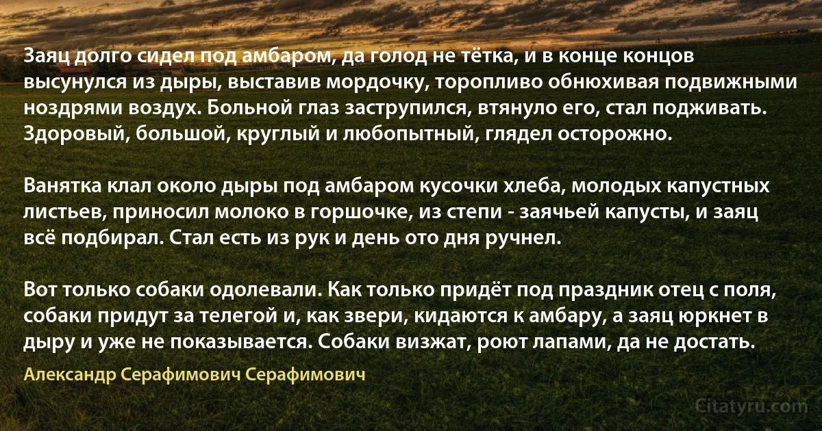 Заяц долго сидел под амбаром, да голод не тётка, и в конце концов высунулся из дыры, выставив мордочку, торопливо обнюхивая подвижными ноздрями воздух. Больной глаз заструпился, втянуло его, стал подживать. Здоровый, большой, круглый и любопытный, глядел осторожно.

Ванятка клал около дыры под амбаром кусочки хлеба, молодых капустных листьев, приносил молоко в горшочке, из степи - заячьей капусты, и заяц всё подбирал. Стал есть из рук и день ото дня ручнел.

Вот только собаки одолевали. Как только придёт под праздник отец с поля, собаки придут за телегой и, как звери, кидаются к амбару, а заяц юркнет в дыру и уже не показывается. Собаки визжат, роют лапами, да не достать. (Александр Серафимович Серафимович)