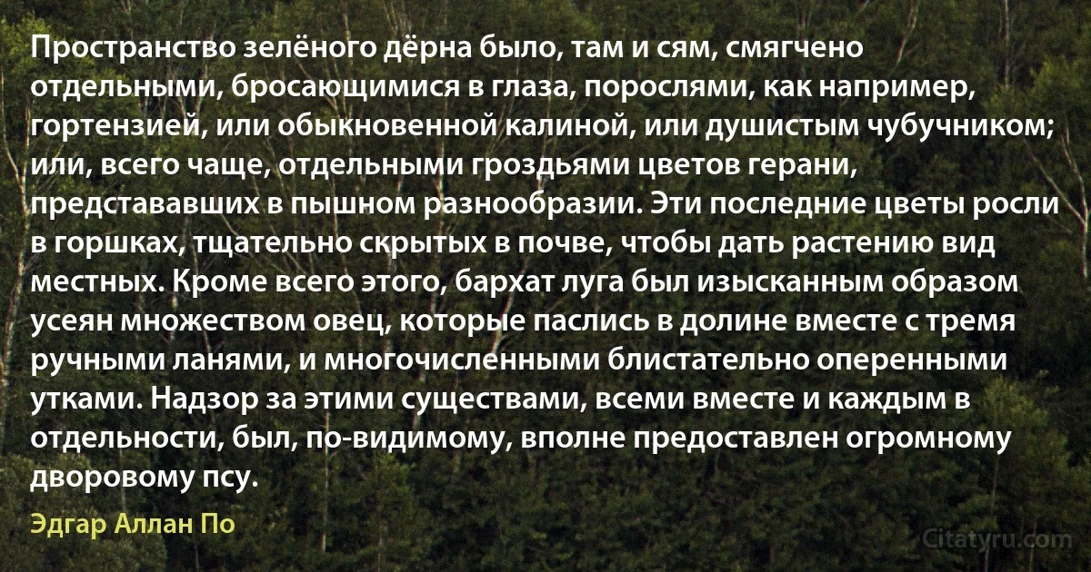 Пространство зелёного дёрна было, там и сям, смягчено отдельными, бросающимися в глаза, порослями, как например, гортензией, или обыкновенной калиной, или душистым чубучником; или, всего чаще, отдельными гроздьями цветов герани, представавших в пышном разнообразии. Эти последние цветы росли в горшках, тщательно скрытых в почве, чтобы дать растению вид местных. Кроме всего этого, бархат луга был изысканным образом усеян множеством овец, которые паслись в долине вместе с тремя ручными ланями, и многочисленными блистательно оперенными утками. Надзор за этими существами, всеми вместе и каждым в отдельности, был, по-видимому, вполне предоставлен огромному дворовому псу. (Эдгар Аллан По)