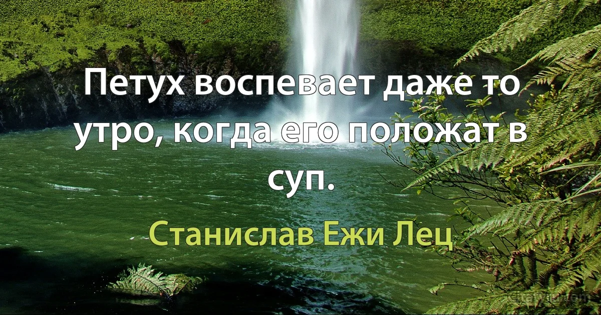 Петух воспевает даже то утро, когда его положат в суп. (Станислав Ежи Лец)