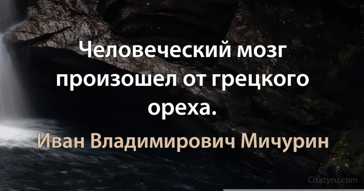 Человеческий мозг произошел от грецкого ореха. (Иван Владимирович Мичурин)