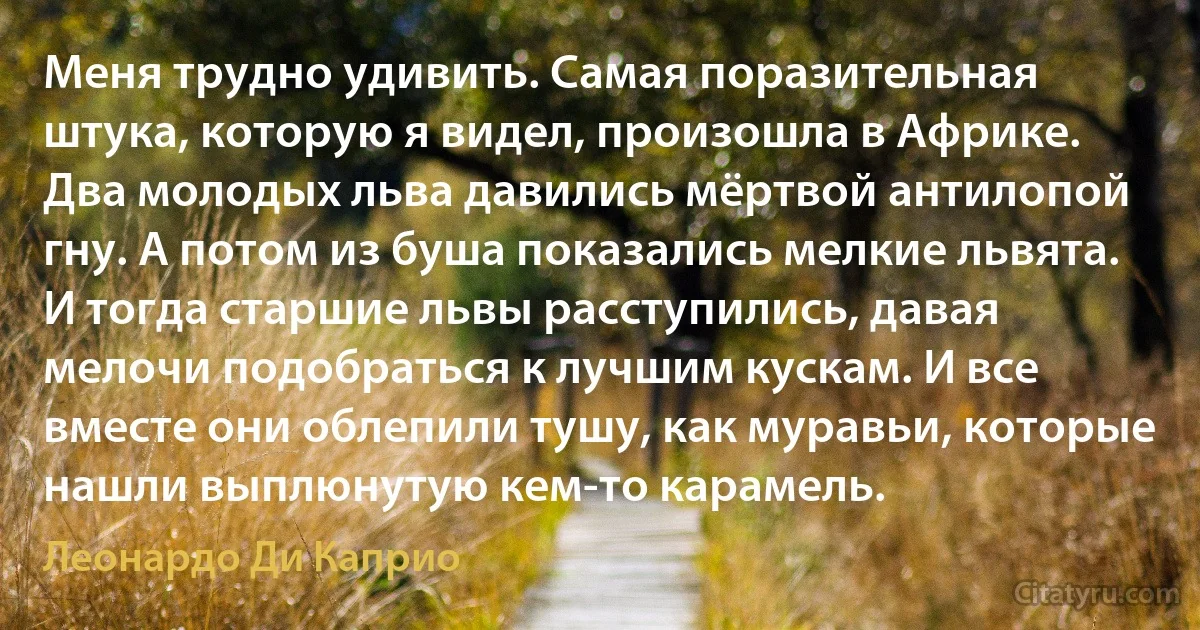 Меня трудно удивить. Самая поразительная штука, которую я видел, произошла в Африке. Два молодых льва давились мёртвой антилопой гну. А потом из буша показались мелкие львята. И тогда старшие львы расступились, давая мелочи подобраться к лучшим кускам. И все вместе они облепили тушу, как муравьи, которые нашли выплюнутую кем-то карамель. (Леонардо Ди Каприо)