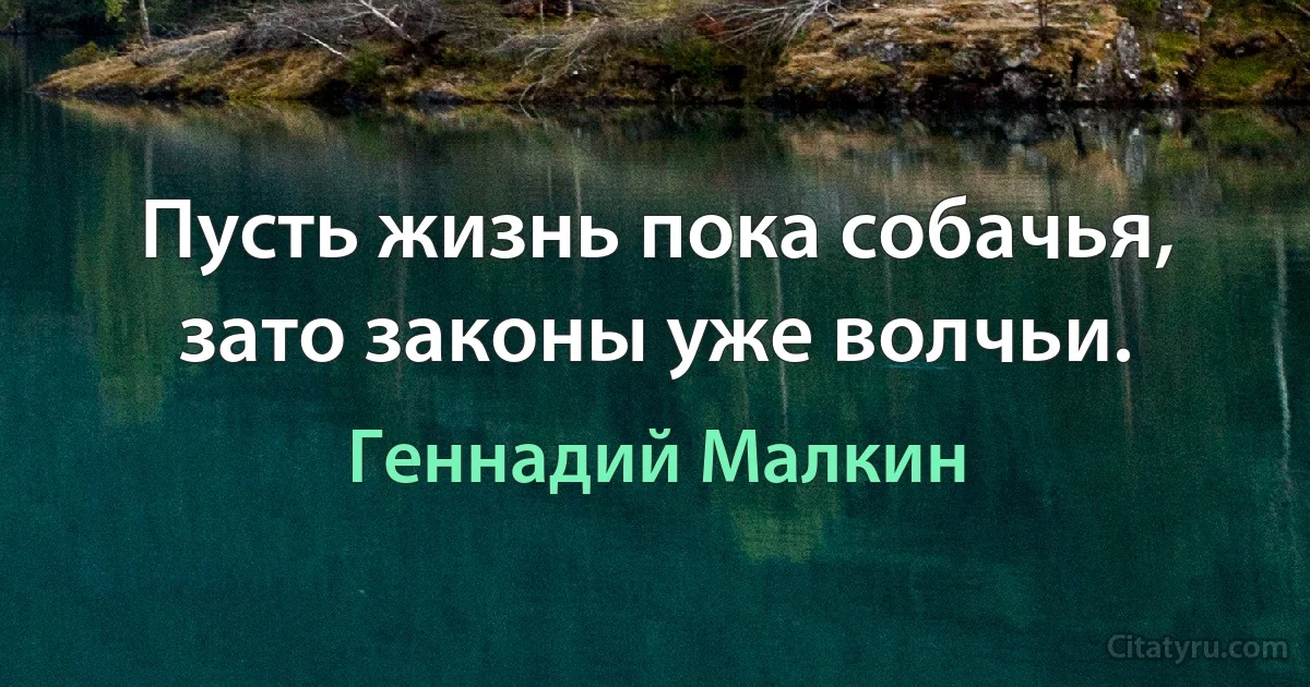 Пусть жизнь пока собачья, зато законы уже волчьи. (Геннадий Малкин)