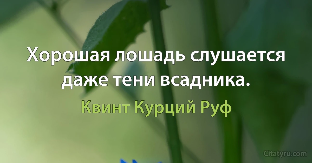 Хорошая лошадь слушается даже тени всадника. (Квинт Курций Руф)