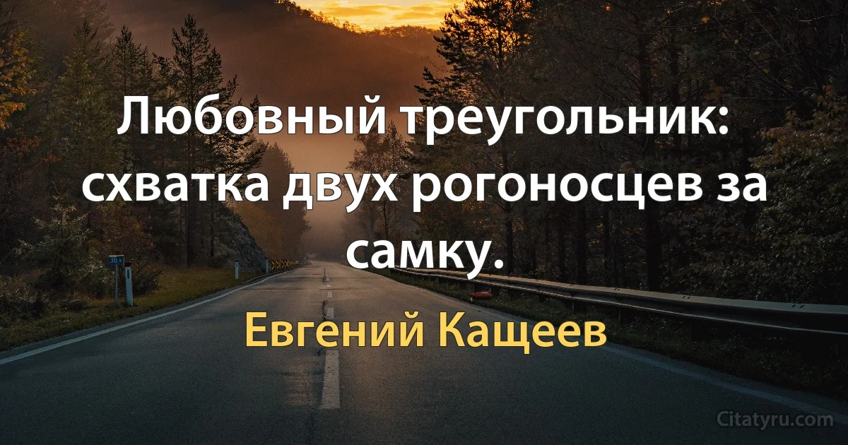 Любовный треугольник: схватка двух рогоносцев за самку. (Евгений Кащеев)