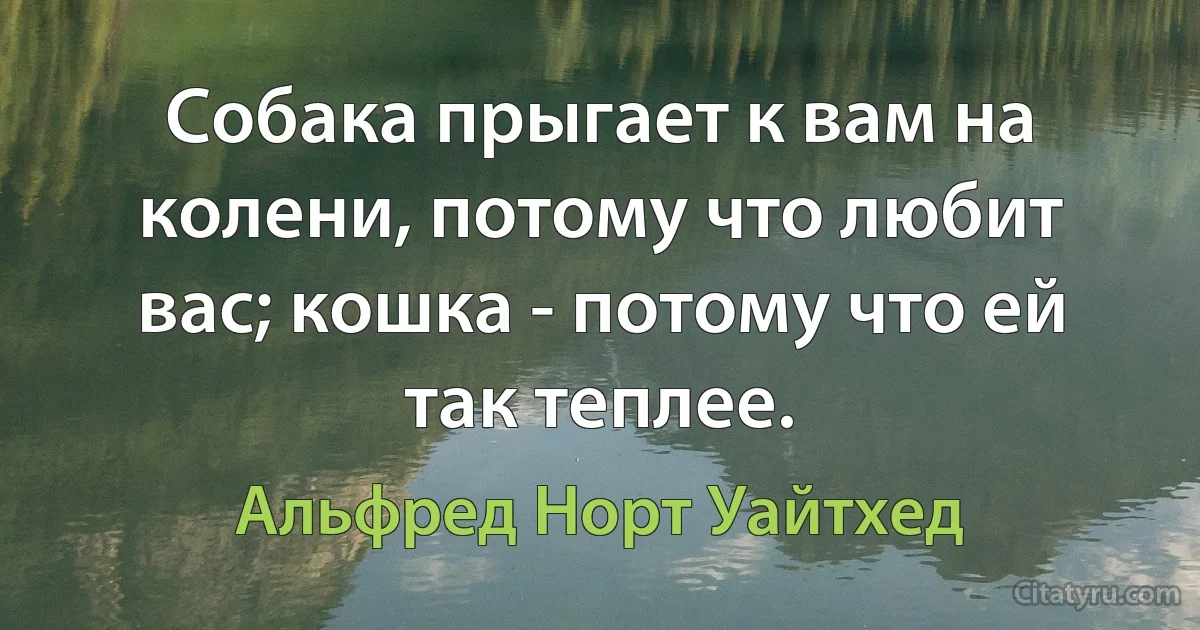 Собака прыгает к вам на колени, потому что любит вас; кошка - потому что ей так теплее. (Альфред Норт Уайтхед)