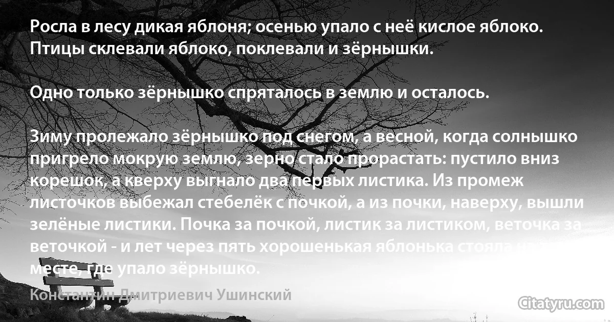 Росла в лесу дикая яблоня; осенью упало с неё кислое яблоко. Птицы склевали яблоко, поклевали и зёрнышки.

Одно только зёрнышко спряталось в землю и осталось.

Зиму пролежало зёрнышко под снегом, а весной, когда солнышко пригрело мокрую землю, зерно стало прорастать: пустило вниз корешок, а кверху выгнало два первых листика. Из промеж листочков выбежал стебелёк с почкой, а из почки, наверху, вышли зелёные листики. Почка за почкой, листик за листиком, веточка за веточкой - и лет через пять хорошенькая яблонька стояла на том месте, где упало зёрнышко. (Константин Дмитриевич Ушинский)