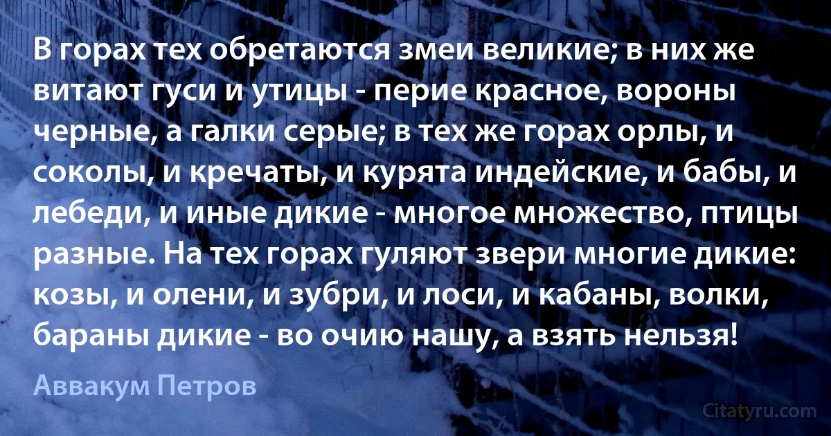 В горах тех обретаются змеи великие; в них же витают гуси и утицы - перие красное, вороны черные, а галки серые; в тех же горах орлы, и соколы, и кречаты, и курята индейские, и бабы, и лебеди, и иные дикие - многое множество, птицы разные. На тех горах гуляют звери многие дикие: козы, и олени, и зубри, и лоси, и кабаны, волки, бараны дикие - во очию нашу, а взять нельзя! (Аввакум Петров)