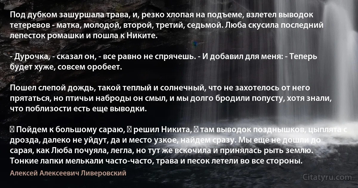 Под дубком зашуршала трава, и, резко хлопая на подъеме, взлетел выводок тетеревов - матка, молодой, второй, третий, седьмой. Люба скусила последний лепесток ромашки и пошла к Никите.

- Дурочка, - сказал он, - все равно не спрячешь. - И добавил для меня: - Теперь будет хуже, совсем оробеет.

Пошел слепой дождь, такой теплый и солнечный, что не захотелось от него прятаться, но птичьи наброды он смыл, и мы долго бродили попусту, хотя знали, что поблизости есть еще выводки.

― Пойдем к большому сараю, ― решил Никита, ― там выводок позднышков, цыплята с дрозда, далеко не уйдут, да и место узкое, найдем сразу. Мы еще не дошли до сарая, как Люба почуяла, легла, но тут же вскочила и принялась рыть землю. Тонкие лапки мелькали часто-часто, трава и песок летели во все стороны. (Алексей Алексеевич Ливеровский)