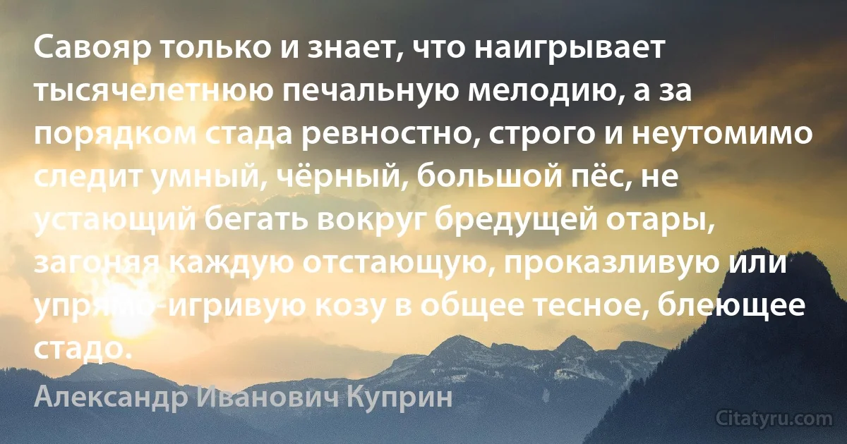 Савояр только и знает, что наигрывает тысячелетнюю печальную мелодию, а за порядком стада ревностно, строго и неутомимо следит умный, чёрный, большой пёс, не устающий бегать вокруг бредущей отары, загоняя каждую отстающую, проказливую или упрямо-игривую козу в общее тесное, блеющее стадо. (Александр Иванович Куприн)