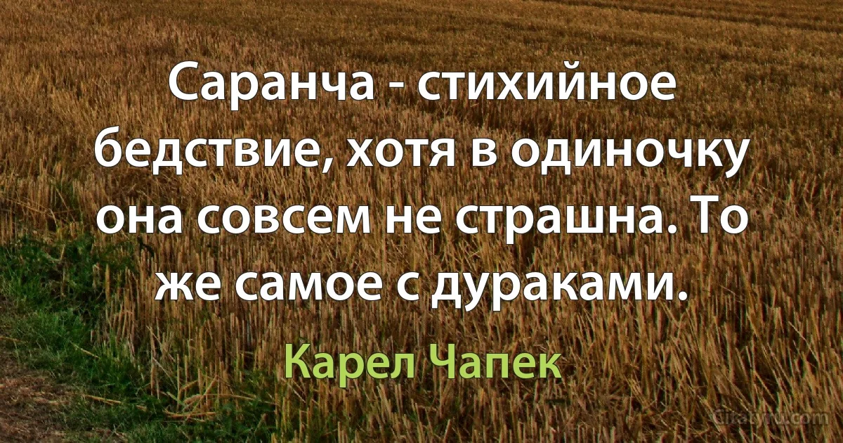 Саранча - стихийное бедствие, хотя в одиночку она совсем не страшна. То же самое с дураками. (Карел Чапек)