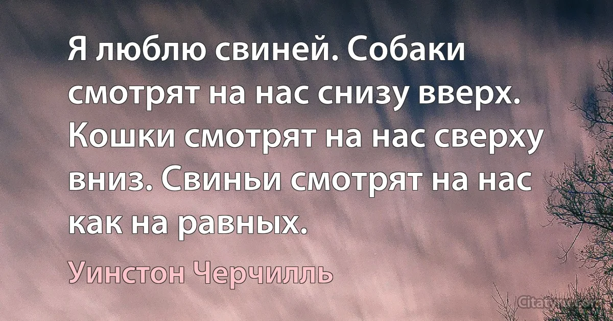 Я люблю свиней. Собаки смотрят на нас снизу вверх. Кошки смотрят на нас сверху вниз. Свиньи смотрят на нас как на равных. (Уинстон Черчилль)