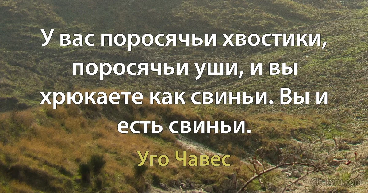 У вас поросячьи хвостики, поросячьи уши, и вы хрюкаете как свиньи. Вы и есть свиньи. (Уго Чавес)