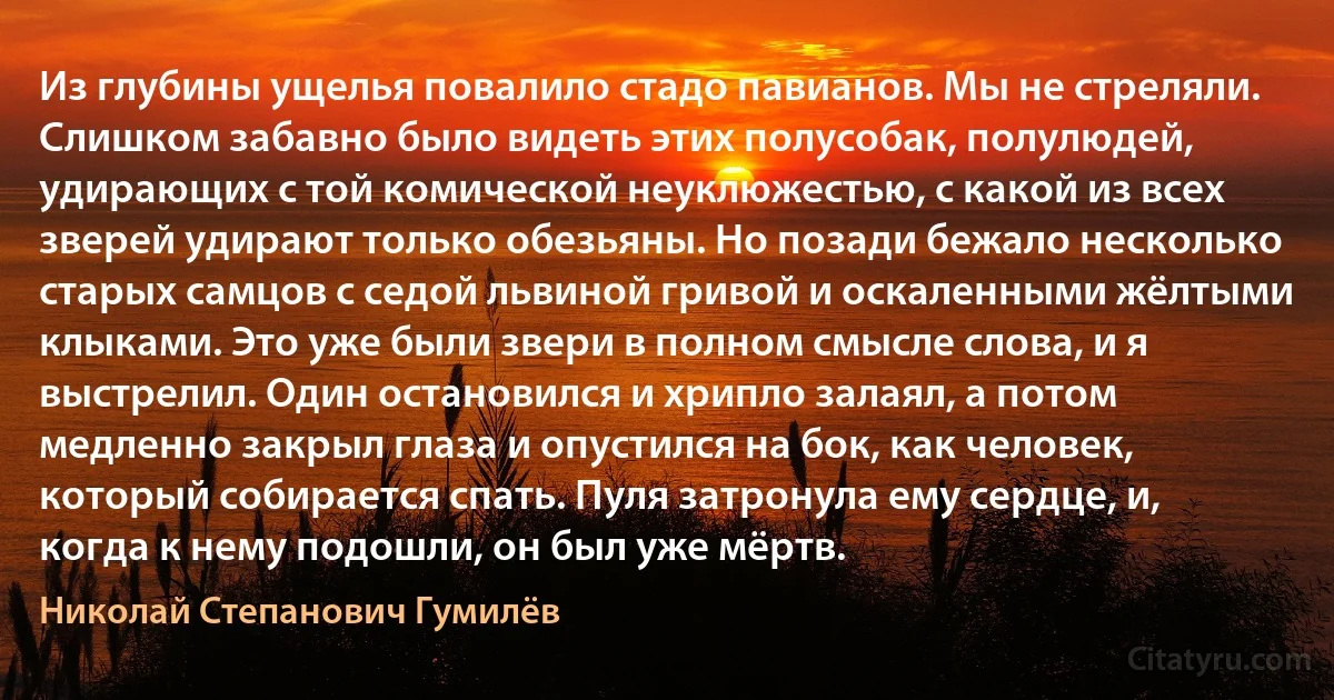 Из глубины ущелья повалило стадо павианов. Мы не стреляли. Слишком забавно было видеть этих полусобак, полулюдей, удирающих с той комической неуклюжестью, с какой из всех зверей удирают только обезьяны. Но позади бежало несколько старых самцов с седой львиной гривой и оскаленными жёлтыми клыками. Это уже были звери в полном смысле слова, и я выстрелил. Один остановился и хрипло залаял, а потом медленно закрыл глаза и опустился на бок, как человек, который собирается спать. Пуля затронула ему сердце, и, когда к нему подошли, он был уже мёртв. (Николай Степанович Гумилёв)