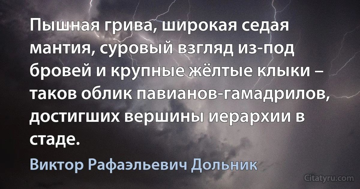 Пышная грива, широкая седая мантия, суровый взгляд из-под бровей и крупные жёлтые клыки – таков облик павианов-гамадрилов, достигших вершины иерархии в стаде. (Виктор Рафаэльевич Дольник)