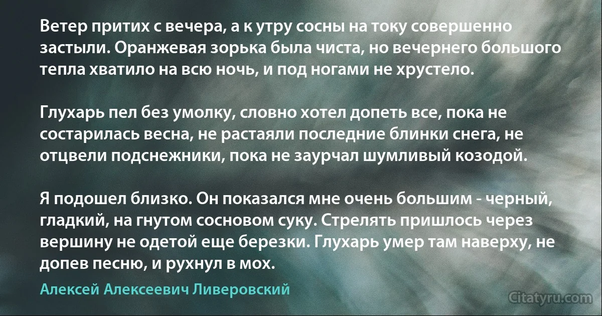 Ветер притих с вечера, а к утру сосны на току совершенно застыли. Оранжевая зорька была чиста, но вечернего большого тепла хватило на всю ночь, и под ногами не хрустело.

Глухарь пел без умолку, словно хотел допеть все, пока не состарилась весна, не растаяли последние блинки снега, не отцвели подснежники, пока не заурчал шумливый козодой.

Я подошел близко. Он показался мне очень большим - черный, гладкий, на гнутом сосновом суку. Стрелять пришлось через вершину не одетой еще березки. Глухарь умер там наверху, не допев песню, и рухнул в мох. (Алексей Алексеевич Ливеровский)