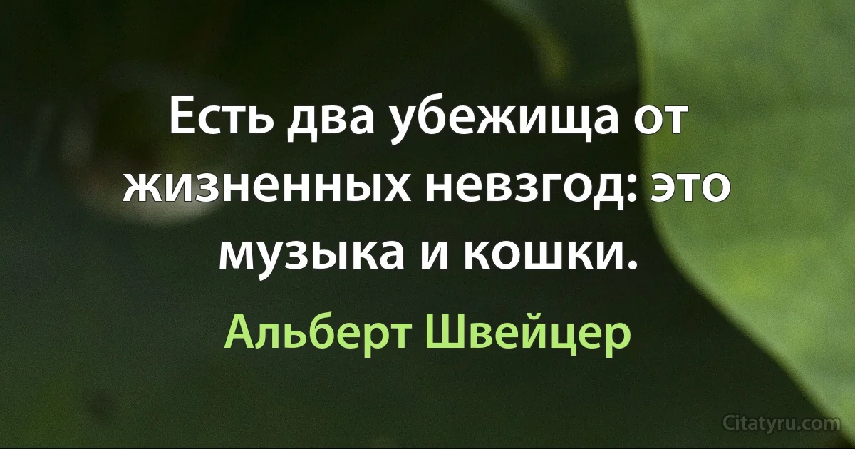 Есть два убежища от жизненных невзгод: это музыка и кошки. (Альберт Швейцер)