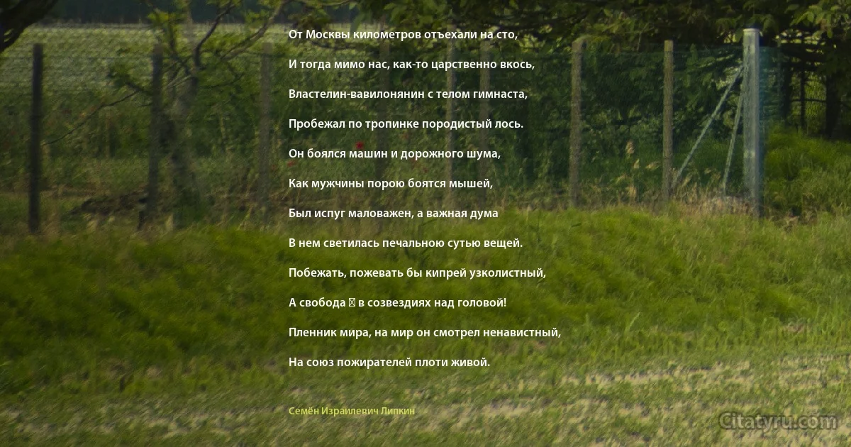 От Москвы километров отъехали на сто,

И тогда мимо нас, как-то царственно вкось,

Властелин-вавилонянин с телом гимнаста,

Пробежал по тропинке породистый лось.

Он боялся машин и дорожного шума,

Как мужчины порою боятся мышей,

Был испуг маловажен, а важная дума

В нем светилась печальною сутью вещей.

Побежать, пожевать бы кипрей узколистный,

А свобода ― в созвездиях над головой!

Пленник мира, на мир он смотрел ненавистный,

На союз пожирателей плоти живой. (Семён Израилевич Липкин)