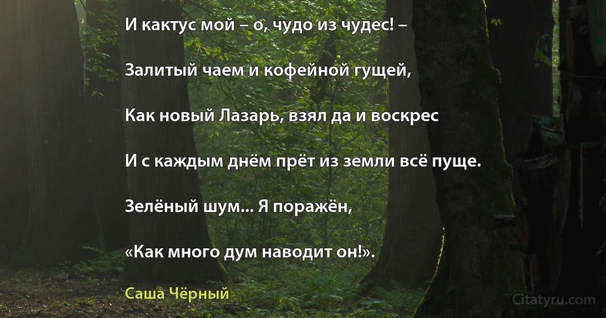 И кактус мой – о, чудо из чудес! –

Залитый чаем и кофейной гущей,

Как новый Лазарь, взял да и воскрес

И с каждым днём прёт из земли всё пуще.

Зелёный шум... Я поражён,

«Как много дум наводит он!». (Саша Чёрный)