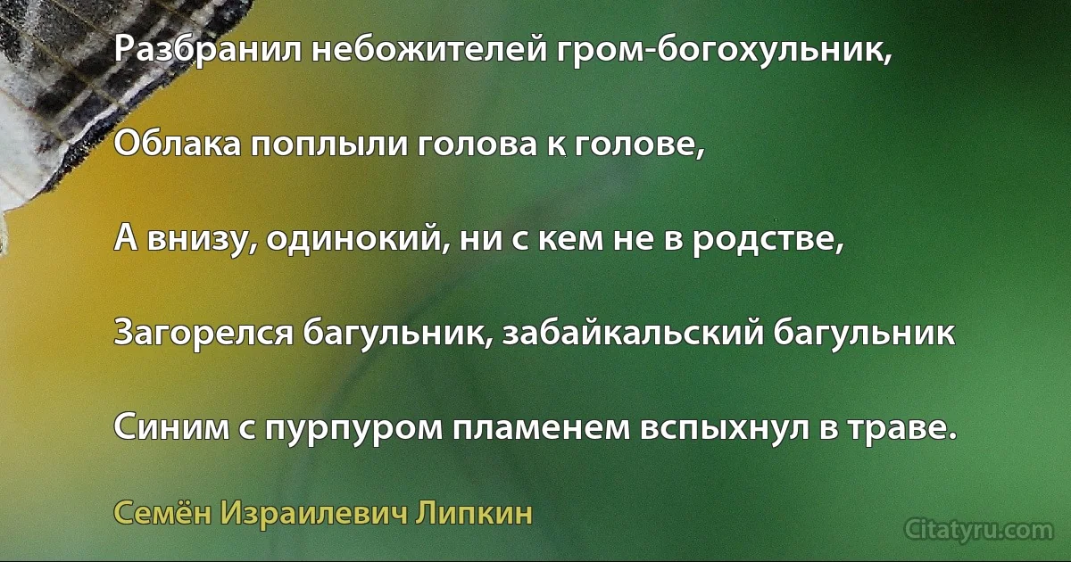 Разбранил небожителей гром-богохульник,

Облака поплыли голова к голове,

А внизу, одинокий, ни с кем не в родстве,

Загорелся багульник, забайкальский багульник

Синим с пурпуром пламенем вспыхнул в траве. (Семён Израилевич Липкин)