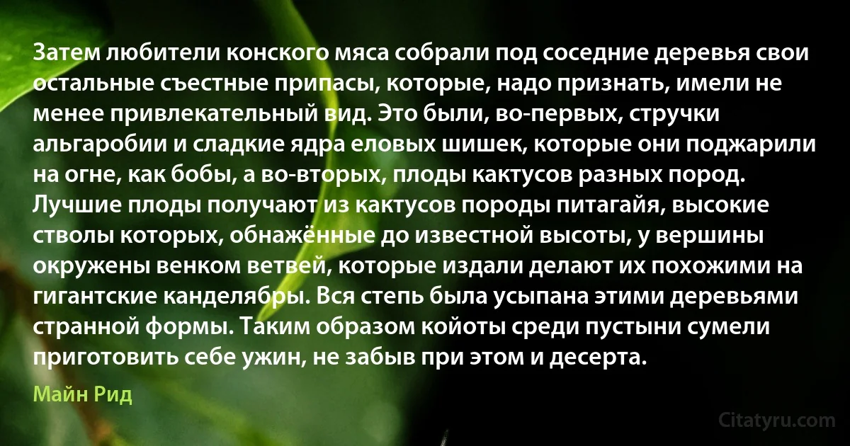 Затем любители конского мяса собрали под соседние деревья свои остальные съестные припасы, которые, надо признать, имели не менее привлекательный вид. Это были, во-первых, стручки альгаробии и сладкие ядра еловых шишек, которые они поджарили на огне, как бобы, а во-вторых, плоды кактусов разных пород. Лучшие плоды получают из кактусов породы питагайя, высокие стволы которых, обнажённые до известной высоты, у вершины окружены венком ветвей, которые издали делают их похожими на гигантские канделябры. Вся степь была усыпана этими деревьями странной формы. Таким образом койоты среди пустыни сумели приготовить себе ужин, не забыв при этом и десерта. (Майн Рид)