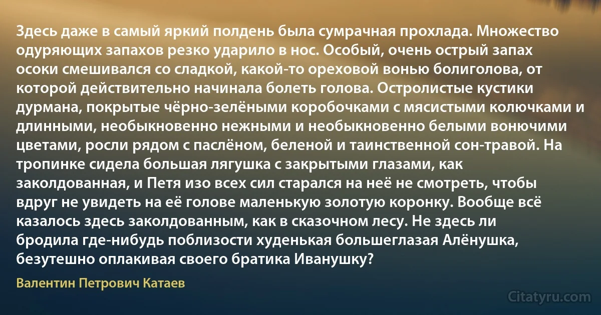 Здесь даже в самый яркий полдень была сумрачная прохлада. Множество одуряющих запахов резко ударило в нос. Особый, очень острый запах осоки смешивался со сладкой, какой-то ореховой вонью болиголова, от которой действительно начинала болеть голова. Остролистые кустики дурмана, покрытые чёрно-зелёными коробочками с мясистыми колючками и длинными, необыкновенно нежными и необыкновенно белыми вонючими цветами, росли рядом с паслёном, беленой и таинственной сон-травой. На тропинке сидела большая лягушка с закрытыми глазами, как заколдованная, и Петя изо всех сил старался на неё не смотреть, чтобы вдруг не увидеть на её голове маленькую золотую коронку. Вообще всё казалось здесь заколдованным, как в сказочном лесу. Не здесь ли бродила где-нибудь поблизости худенькая большеглазая Алёнушка, безутешно оплакивая своего братика Иванушку? (Валентин Петрович Катаев)