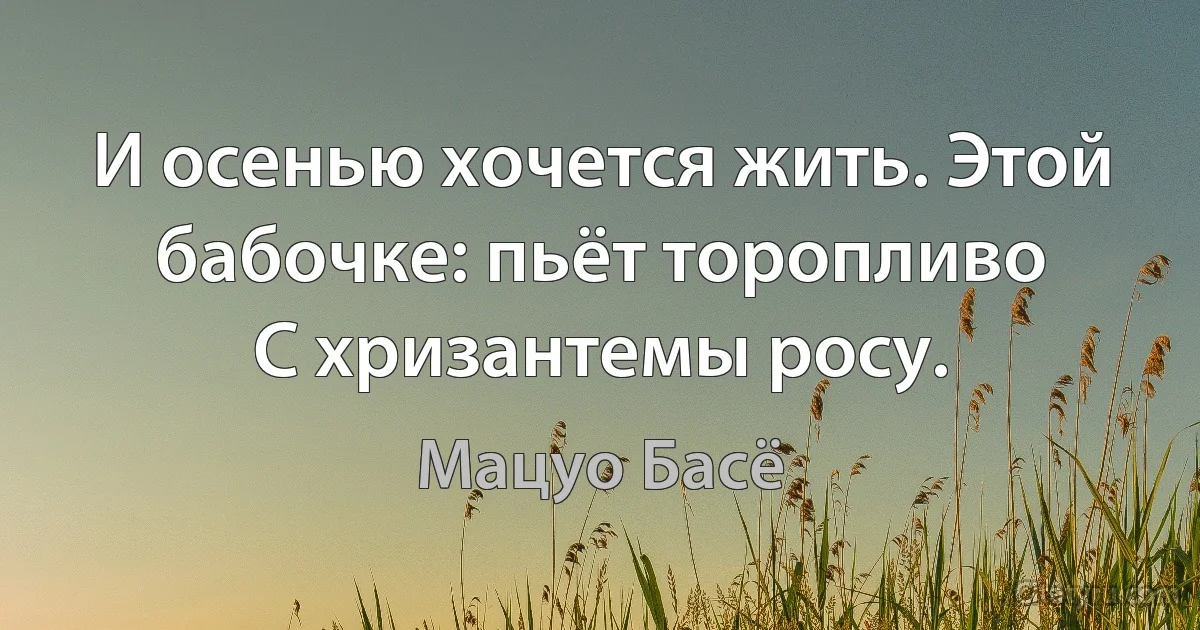 И осенью хочется жить. Этой бабочке: пьёт торопливо
С хризантемы росу. (Мацуо Басё)