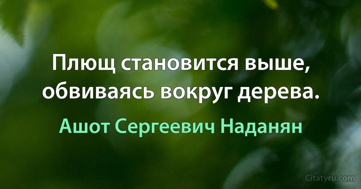 Плющ становится выше, обвиваясь вокруг дерева. (Ашот Сергеевич Наданян)