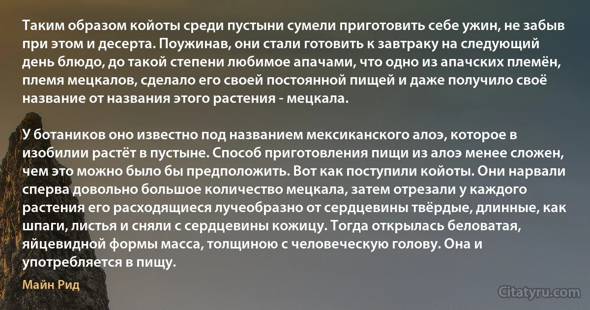 Таким образом койоты среди пустыни сумели приготовить себе ужин, не забыв при этом и десерта. Поужинав, они стали готовить к завтраку на следующий день блюдо, до такой степени любимое апачами, что одно из апачских племён, племя мецкалов, сделало его своей постоянной пищей и даже получило своё название от названия этого растения - мецкала.

У ботаников оно известно под названием мексиканского алоэ, которое в изобилии растёт в пустыне. Способ приготовления пищи из алоэ менее сложен, чем это можно было бы предположить. Вот как поступили койоты. Они нарвали сперва довольно большое количество мецкала, затем отрезали у каждого растения его расходящиеся лучеобразно от сердцевины твёрдые, длинные, как шпаги, листья и сняли с сердцевины кожицу. Тогда открылась беловатая, яйцевидной формы масса, толщиною с человеческую голову. Она и употребляется в пищу. (Майн Рид)