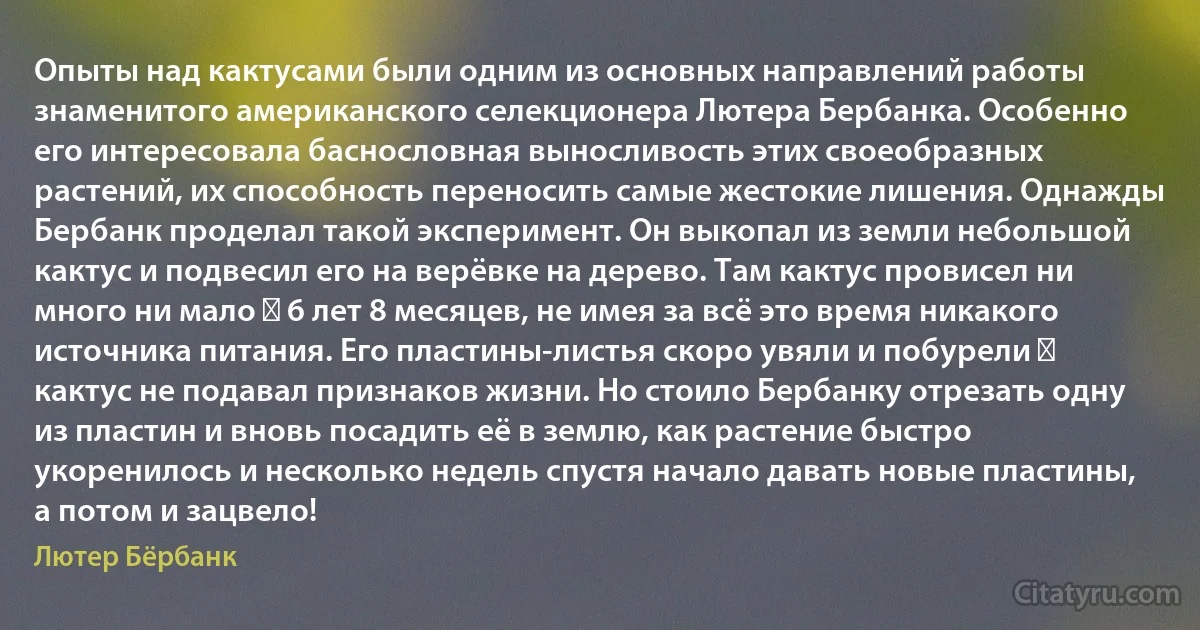 Опыты над кактусами были одним из основных направлений работы знаменитого американского селекционера Лютера Бербанка. Особенно его интересовала баснословная выносливость этих своеобразных растений, их способность переносить самые жестокие лишения. Однажды Бербанк проделал такой эксперимент. Он выкопал из земли небольшой кактус и подвесил его на верёвке на дерево. Там кактус провисел ни много ни мало ― 6 лет 8 месяцев, не имея за всё это время никакого источника питания. Его пластины-листья скоро увяли и побурели ― кактус не подавал признаков жизни. Но стоило Бербанку отрезать одну из пластин и вновь посадить её в землю, как растение быстро укоренилось и несколько недель спустя начало давать новые пластины, а потом и зацвело! (Лютер Бёрбанк)