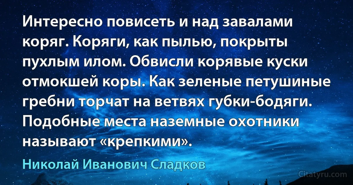 Интересно повисеть и над завалами коряг. Коряги, как пылью, покрыты пухлым илом. Обвисли корявые куски отмокшей коры. Как зеленые петушиные гребни торчат на ветвях губки-бодяги. Подобные места наземные охотники называют «крепкими». (Николай Иванович Сладков)