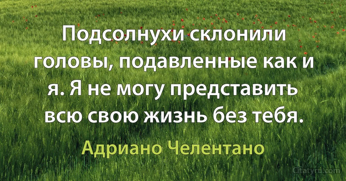 Подсолнухи склонили головы, подавленные как и я. Я не могу представить всю свою жизнь без тебя. (Адриано Челентано)