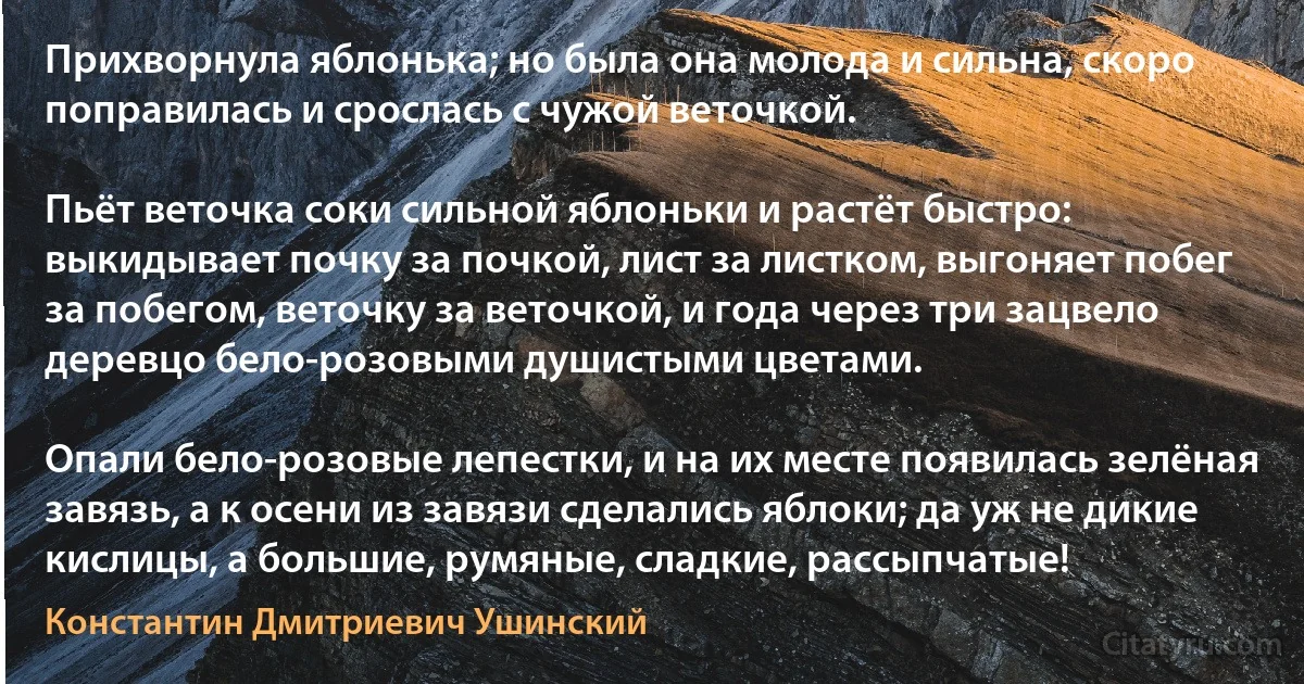 Прихворнула яблонька; но была она молода и сильна, скоро поправилась и срослась с чужой веточкой.

Пьёт веточка соки сильной яблоньки и растёт быстро: выкидывает почку за почкой, лист за листком, выгоняет побег за побегом, веточку за веточкой, и года через три зацвело деревцо бело-розовыми душистыми цветами.

Опали бело-розовые лепестки, и на их месте появилась зелёная завязь, а к осени из завязи сделались яблоки; да уж не дикие кислицы, а большие, румяные, сладкие, рассыпчатые! (Константин Дмитриевич Ушинский)