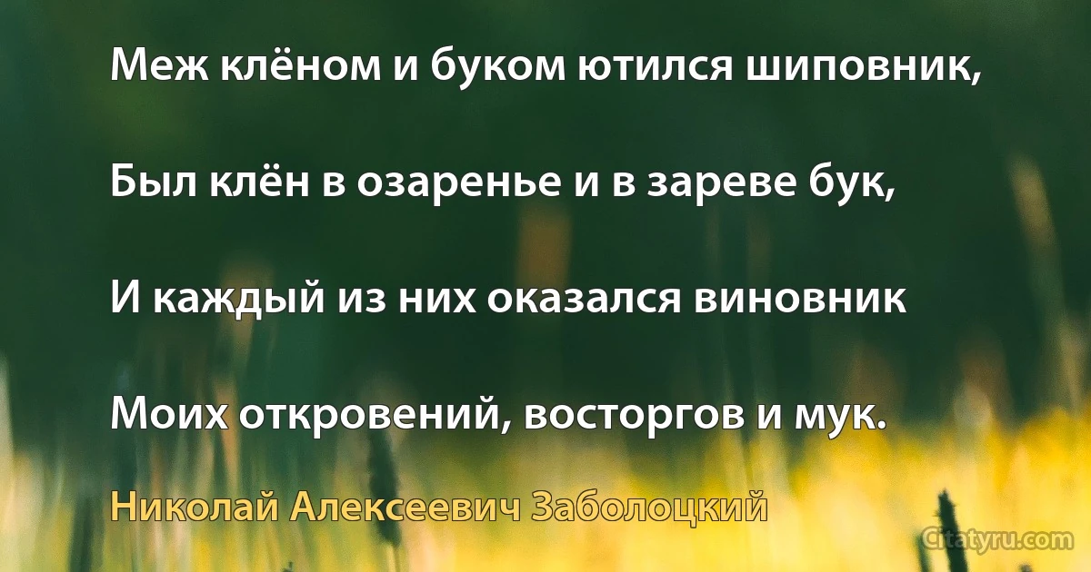 Меж клёном и буком ютился шиповник,

Был клён в озаренье и в зареве бук,

И каждый из них оказался виновник

Моих откровений, восторгов и мук. (Николай Алексеевич Заболоцкий)