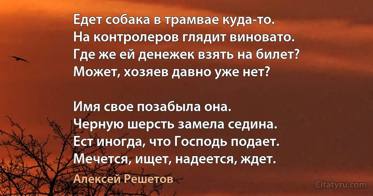 Едет собака в трамвае куда-то.
На контролеров глядит виновато.
Где же ей денежек взять на билет?
Может, хозяев давно уже нет?

Имя свое позабыла она.
Черную шерсть замела седина.
Ест иногда, что Господь подает.
Мечется, ищет, надеется, ждет. (Алексей Решетов)