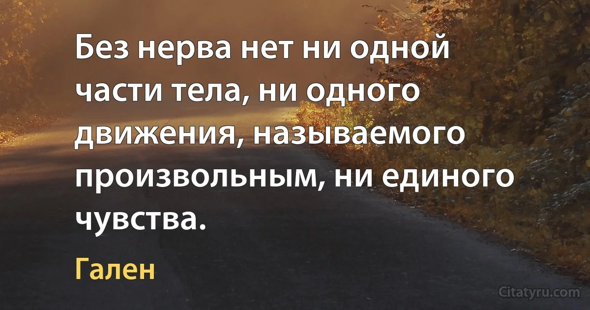 Без нерва нет ни одной части тела, ни одного движения, называемого произвольным, ни единого чувства. (Гален)