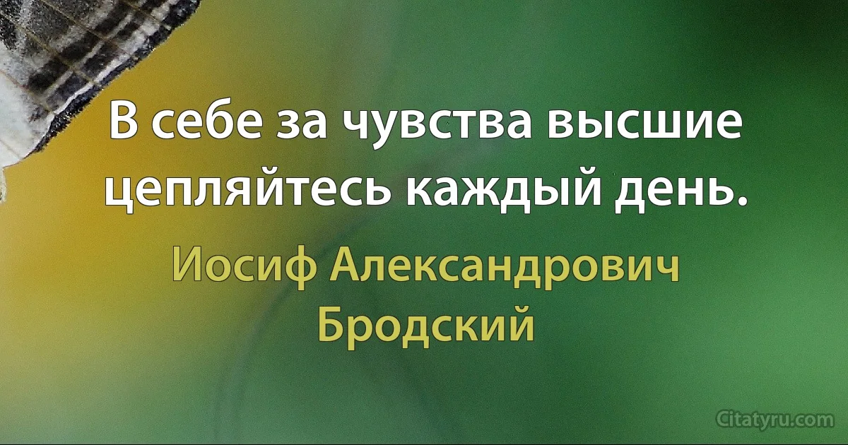 В себе за чувства высшие цепляйтесь каждый день. (Иосиф Александрович Бродский)