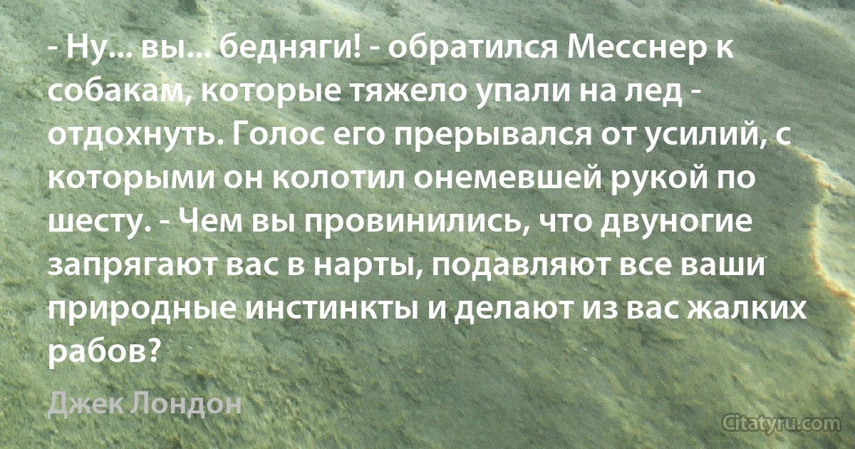 - Ну... вы... бедняги! - обратился Месснер к собакам, которые тяжело упали на лед - отдохнуть. Голос его прерывался от усилий, с которыми он колотил онемевшей рукой по шесту. - Чем вы провинились, что двуногие запрягают вас в нарты, подавляют все ваши природные инстинкты и делают из вас жалких рабов? (Джек Лондон)