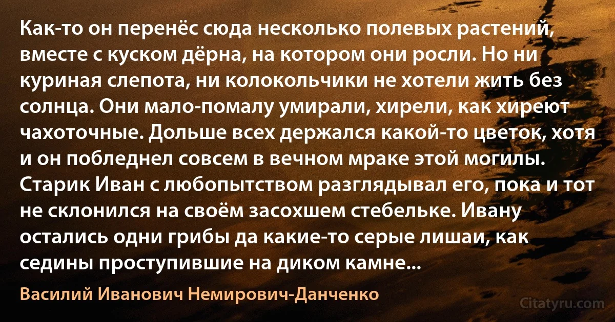 Как-то он перенёс сюда несколько полевых растений, вместе с куском дёрна, на котором они росли. Но ни куриная слепота, ни колокольчики не хотели жить без солнца. Они мало-помалу умирали, хирели, как хиреют чахоточные. Дольше всех держался какой-то цветок, хотя и он побледнел совсем в вечном мраке этой могилы. Старик Иван с любопытством разглядывал его, пока и тот не склонился на своём засохшем стебельке. Ивану остались одни грибы да какие-то серые лишаи, как седины проступившие на диком камне... (Василий Иванович Немирович-Данченко)