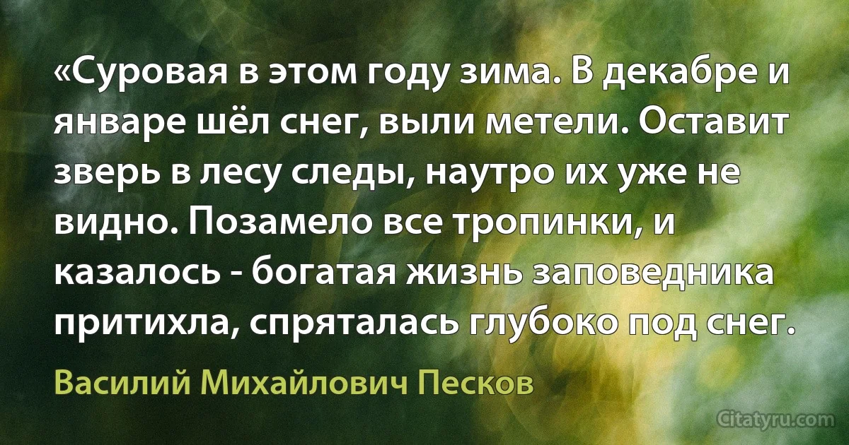 «Суровая в этом году зима. В декабре и январе шёл снег, выли метели. Оставит зверь в лесу следы, наутро их уже не видно. Позамело все тропинки, и казалось - богатая жизнь заповедника притихла, спряталась глубоко под снег. (Василий Михайлович Песков)